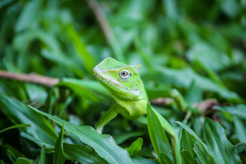 A green forest crested lizard (Bronchocela cristatella) rests on fresh grass. The vibrant reptile blends perfectly with its tropical habitat in natural daylight.