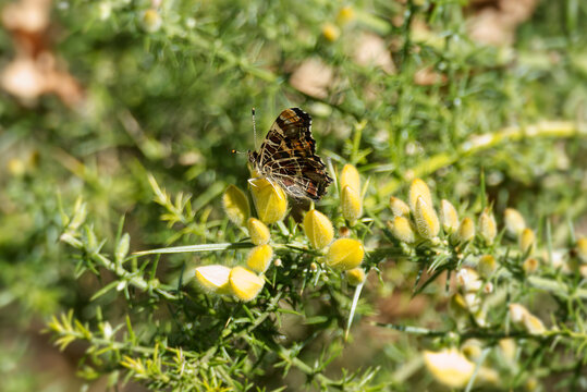 Map butterfly (Araschnia levana) sitting on a yellow flower in Zurich, Switzerland