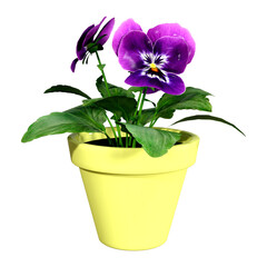 3D Rendering Pansy Flowers on White