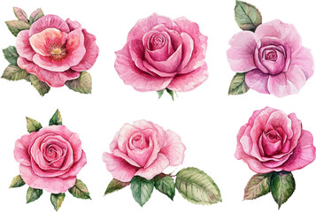 Naklejka premium Watercolor Pink Rose Petals
