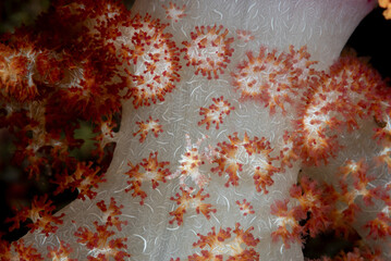 Granchio del corallo molle di Oates, Hoplophrys oatesi, mimetizzato sul corallo del genere...