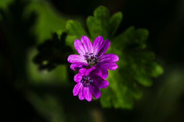 Two violet flowers creating shadow puppets