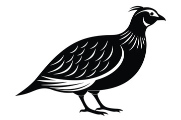 Standing Quail Illustration, Bird Silhouette with Crest and Detailed Feathers