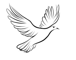 Dove Graceful Bird in Flight, Line Art Silhouette, Flying Pigeon Outline