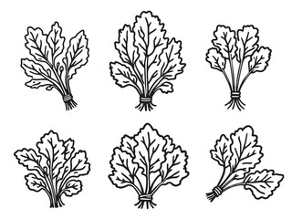Beet Greens line art healthy vegetable sketch botanical plant drawing