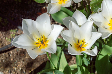 Naklejka premium Hermosos tulipanes de color blanco