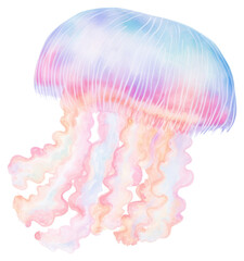 Fototapeta premium PNG Jellyfish white background invertebrate translucent.