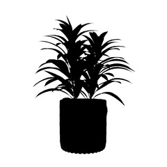 silhouette of a Plant