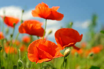 Naklejka premium Field of poppy flowers in blossom against blue sky