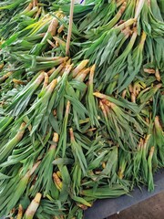 A tangled heap of green leeks, their roots exposed, symbolizing nature’s resilience and the raw, interconnected beauty of growth amidst chaos in a vibrant, earthy pile.
