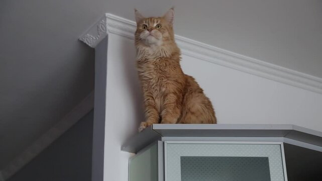 Maine coon red orange curious face cat sitting on the kitchen cupboard high under the white ceiling and itches its paw. Closeup emotion portrait in home in day light. Natural colors video
