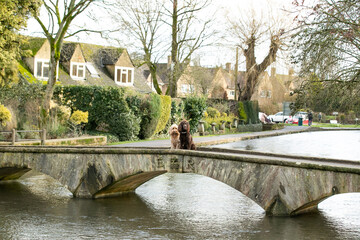 Fototapeta premium Dogs in the Cotswolds