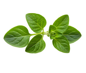 Fresh oregano sprig with velvety green leaves on transparent background