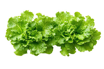 Obraz premium Lush green lettuce leaves vibrant and fresh isolated on black background showcasing texture and color of healthy greens