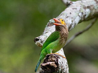 Brown-headed barbet on branch with open bill in Sri Lanka