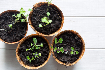 Curly kale seedlings growing in eco biodegradable fibre pots top view. On a white wood background