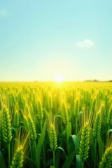 Golden Hour Illumination on a Verdant Wheat Field, Showing the Beauty of Nature's Bounty at Sunrise