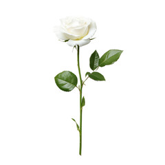 Obraz premium Elegant white rose cutout background floral design studio shot minimalist style focused view nature concept