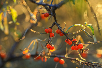 Sea buckthorn