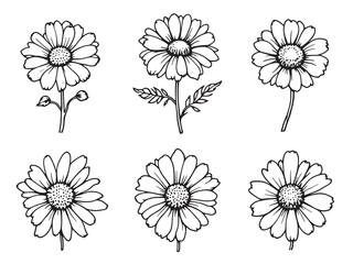 Chamomile line art capturing the essence of botanical beauty and peace 