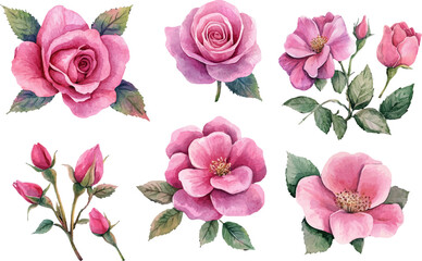 Watercolor Pink Rose Petals