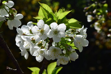 Fleurs du cerisier du jardin