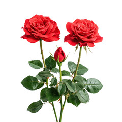 Vibrant red roses in a cutout background floral arrangement studio setting artistic perspective