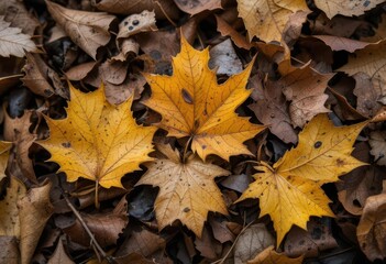  Dying Echoes The Fragile Beauty of Decaying Leaves on Forest Floor