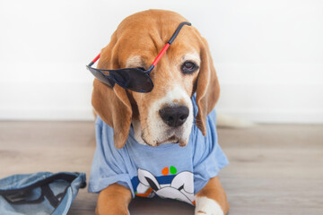 cute beagle dog in t-shirt and sunglasses thinking lying on floor