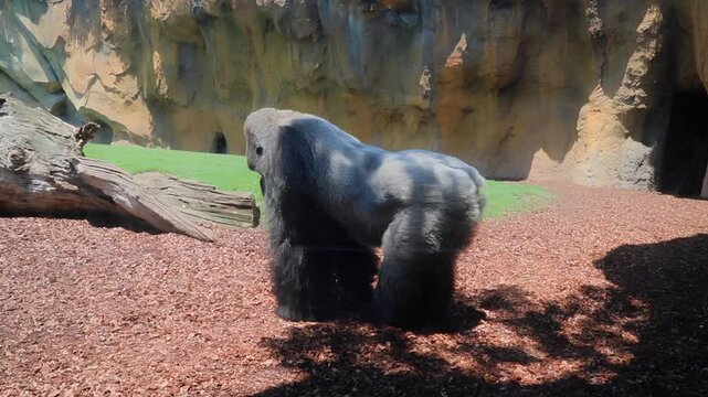 Gorilla pees in a zoo enclosure under natural sunlight  