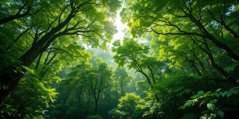 Obraz premium Emerald Forest Vista An Inviting Image Showcasing the Vitality of our World s Ecosystems for Future Generations