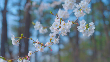 Beautiful spring scenery video of Korea where branches of white cherry blossom trees in full bloom under the blue sky are scattered in the spring breeze