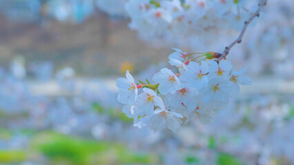 Beautiful spring scenery video of Korea where branches of white cherry blossom trees in full bloom under the blue sky are scattered in the spring breeze