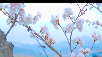 Beautiful spring scenery video of Korea where branches of white cherry blossom trees in full bloom under the blue sky are scattered in the spring breeze