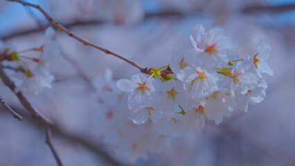 Beautiful spring scenery video of Korea where branches of white cherry blossom trees in full bloom under the blue sky are scattered in the spring breeze