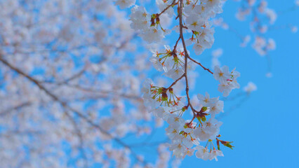 Fototapeta premium Beautiful spring scenery video of Korea where branches of white cherry blossom trees in full bloom under the blue sky are scattered in the spring breeze