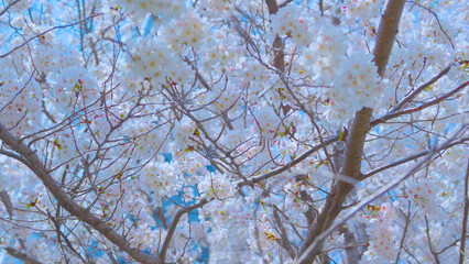 Obraz premium Beautiful spring scenery video of Korea where branches of white cherry blossom trees in full bloom under the blue sky are scattered in the spring breeze