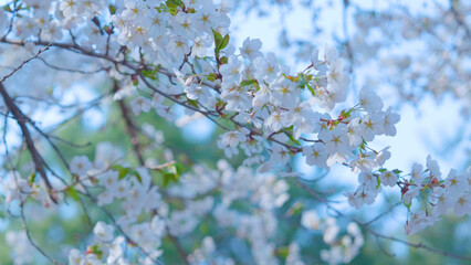 Beautiful spring scenery video of Korea where branches of white cherry blossom trees in full bloom under the blue sky are scattered in the spring breeze