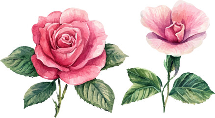 Watercolor Pink Rose Petals