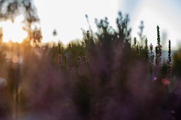 Lavendel Busch im Close-up bei Sonnenuntergang