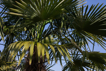 Palmen Bl&auml;tter gr&uuml;n und blauer Himmel im Hintergrund
