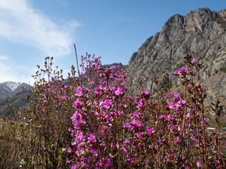 Obraz premium Purple-pink flowers of Maralnik (Siberian sakura) (Lat. Rhododendron ledebourii) in the Altai Mountains in spring