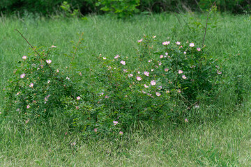 Branches of wild shrub rosehip with bloom pink flowers. Thorn sweetbriar rose genus plants of...