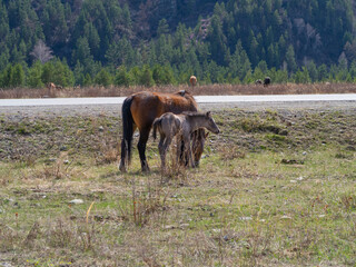 Naklejka premium A horse with a foal grazes next to a road in the Altai Mountains in spring