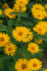 A bunch of yellow flowers with green leaves