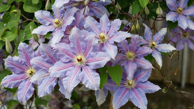 Abundant flowering of pastel purple clematis with prominent pink stripe on petals and climbing green vine, a floral spectacle