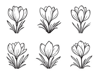 Crocus line art simple yet beautiful flower drawing for inspiration 