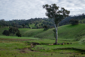 Lush hillside with trees and a cloudy sky