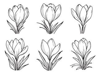 Crocus line art stunning minimalistic botanical illustration for decor 