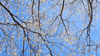 Beautiful spring scenery video of Korea where branches of white cherry blossom trees in full bloom under the blue sky are scattered in the spring breeze